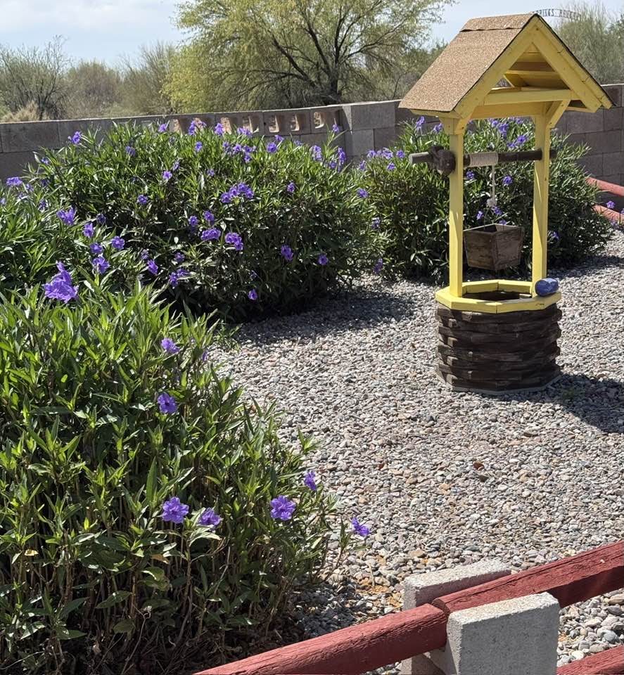 Blooming desert flowers at RoVer's Roost.