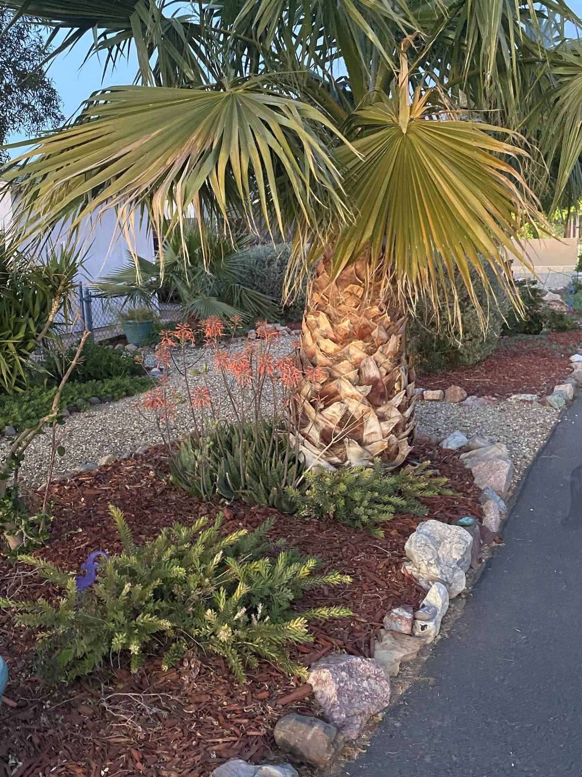 Desert garden