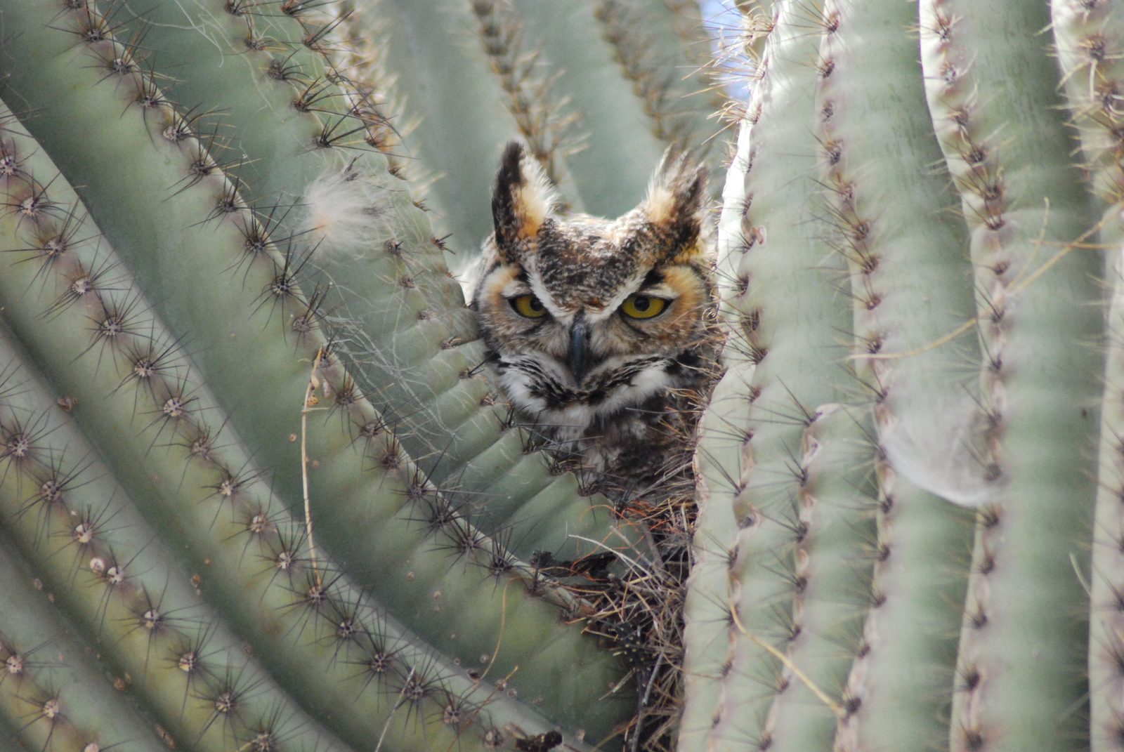 A great horned owl at the park