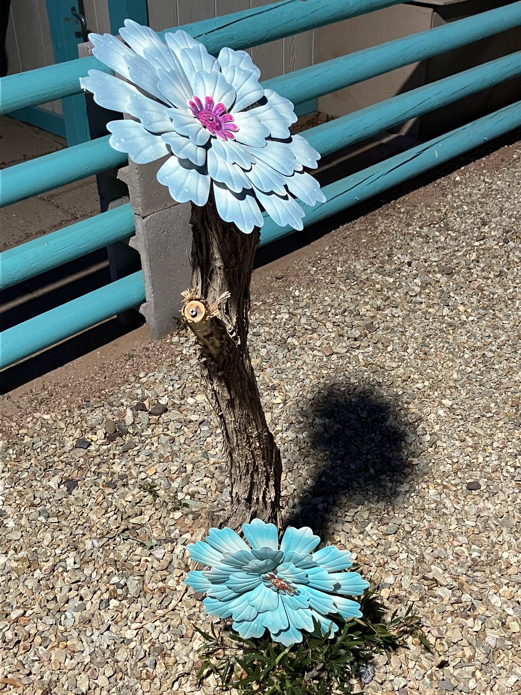 Blue desert flower