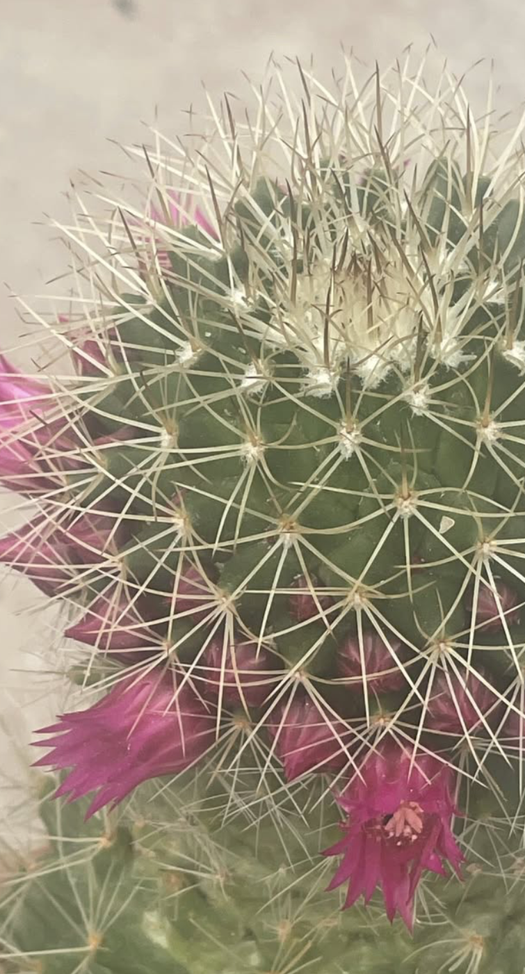 Cactus at the park
